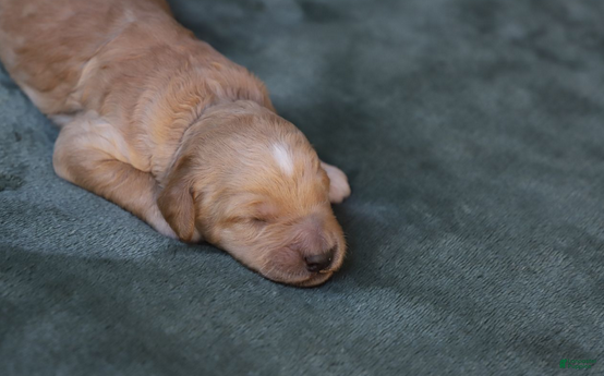 Goldendoodle dogs Mira - Ad 22