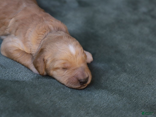 Goldendoodle dogs Mira - Ad 2