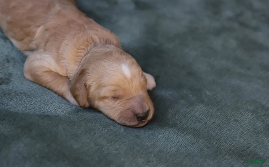 Goldendoodle dogs for sale: Mira - Ad 1