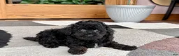 Mixed Breed dogs for sale: Maltipoo/Havanese boy 2  - Ad 3