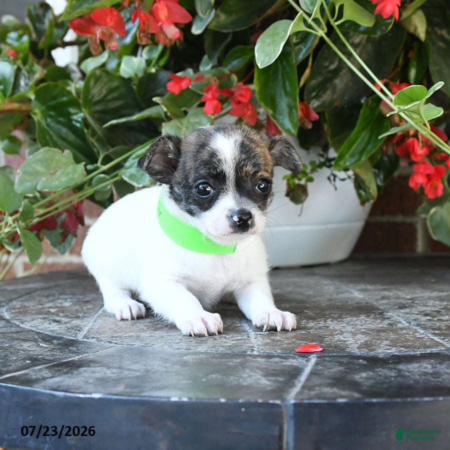 Chihuahua dogs Daisy - Ad 1