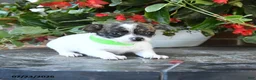 Chihuahua dogs for sale: Daisy - Ad 1
