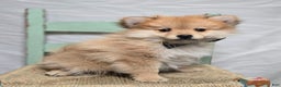 Pomeranian dogs for sale: Ticker - Ad 5