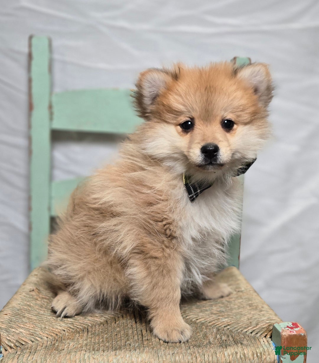 Pomeranian dogs for sale: Ticker - Ad 5