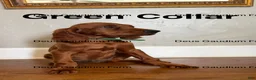 Irish Setter dogs for sale: MacGuffin - Ad 2
