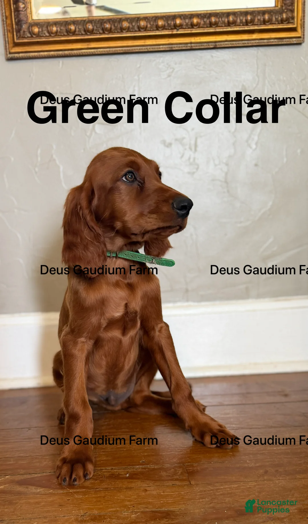 Irish Setter dogs for sale: MacGuffin - Ad 2