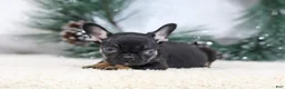 French Bulldog dogs for sale: Felix - Ad 10