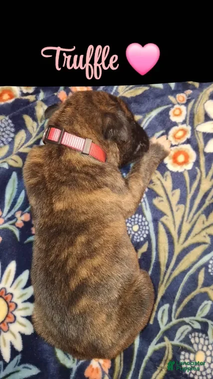 English Mastiff dogs Truffle - Brindle English Mastiff Puppy - Ad 40