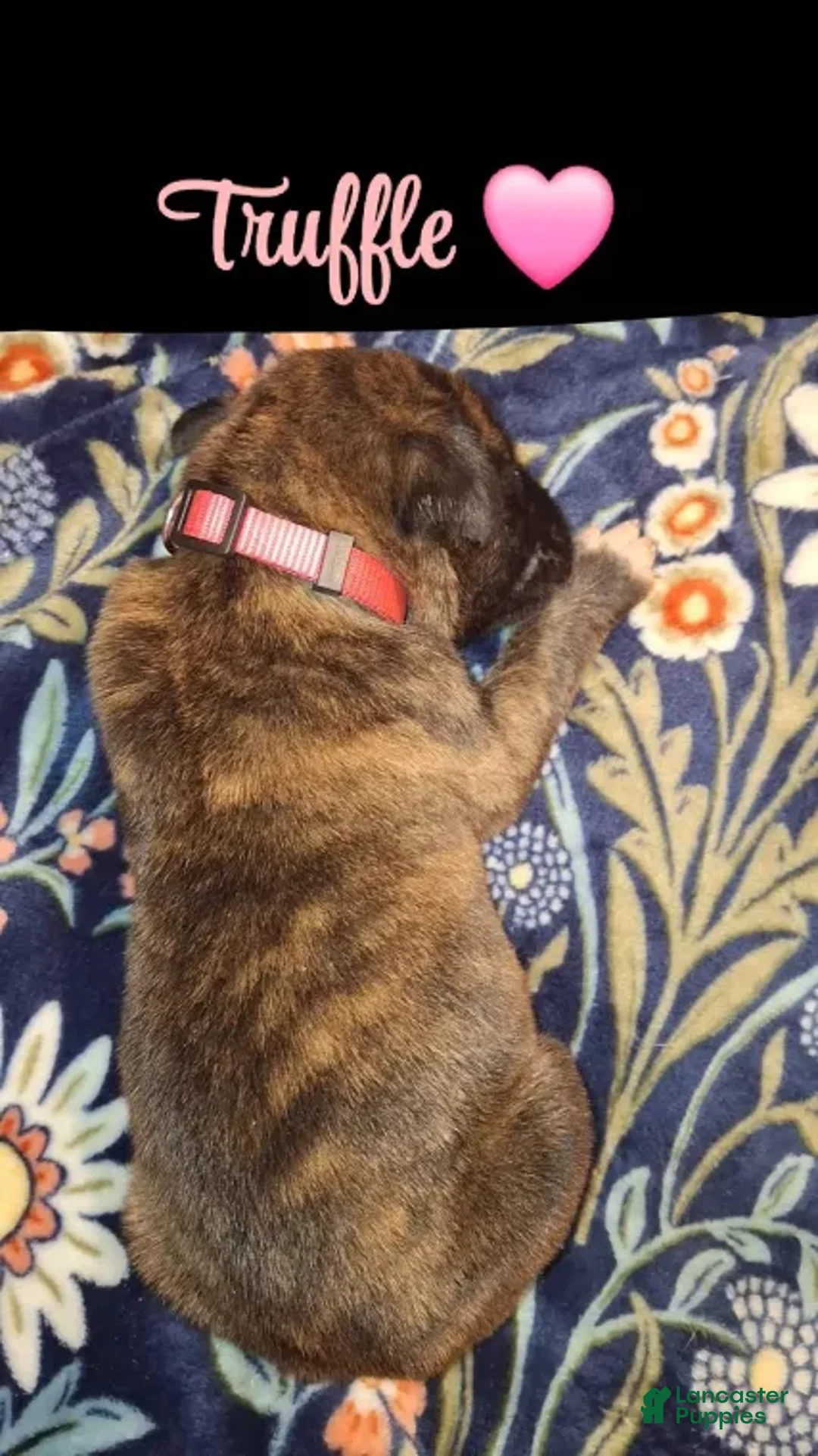 English Mastiff dogs for sale: Truffle - Brindle English Mastiff Puppy - Ad 1