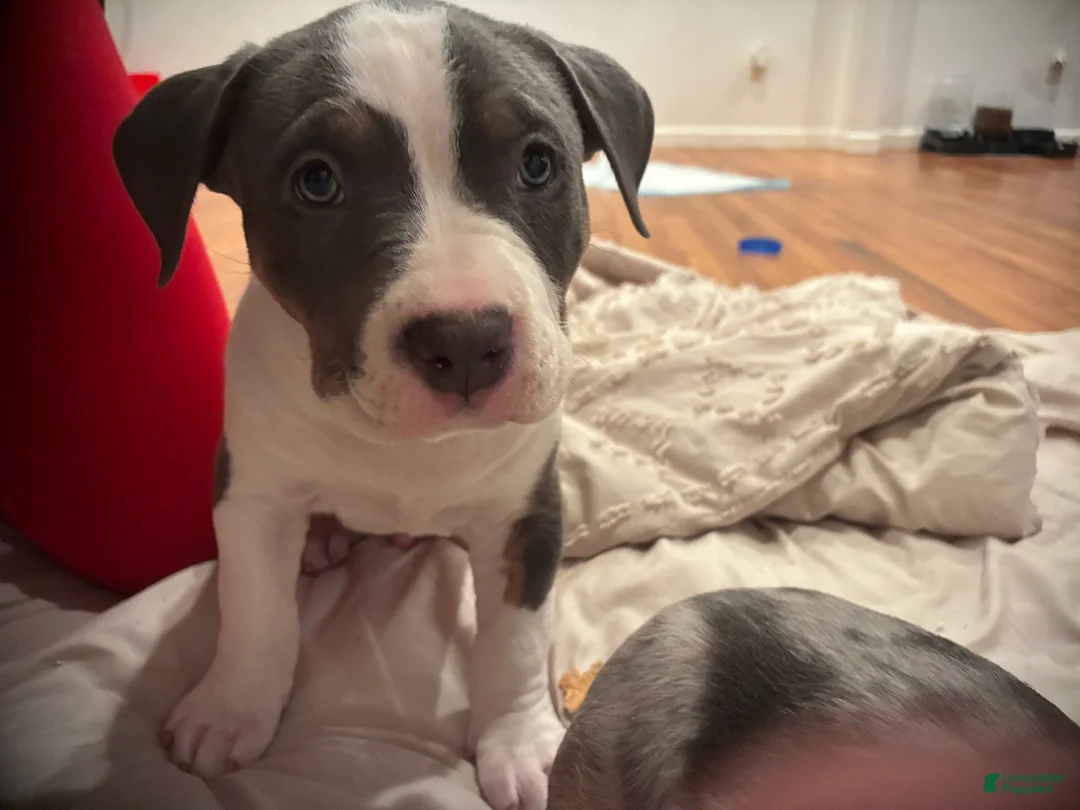 American Bully dogs for sale: Alpha-Al - Ad 3