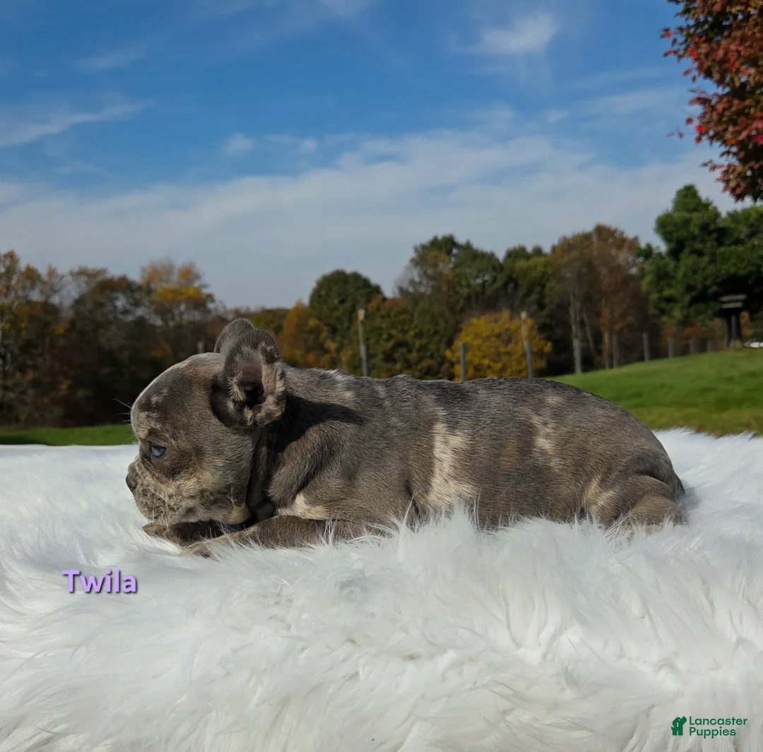 Mixed Breed dogs for sale: Twila - Ad 7
