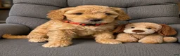 Aussiedoodle dogs for sale: Red Collar  - Ad 3