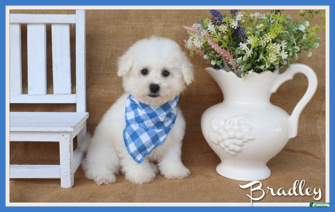 Bichon Frise dogs Bradley - Ad 1