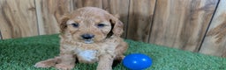 Cavapoo dogs for sale: Milly Boy 1 - Ad 2