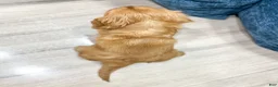 Cavalier King Charles Spaniel dogs for sale: Finn - Ad 4