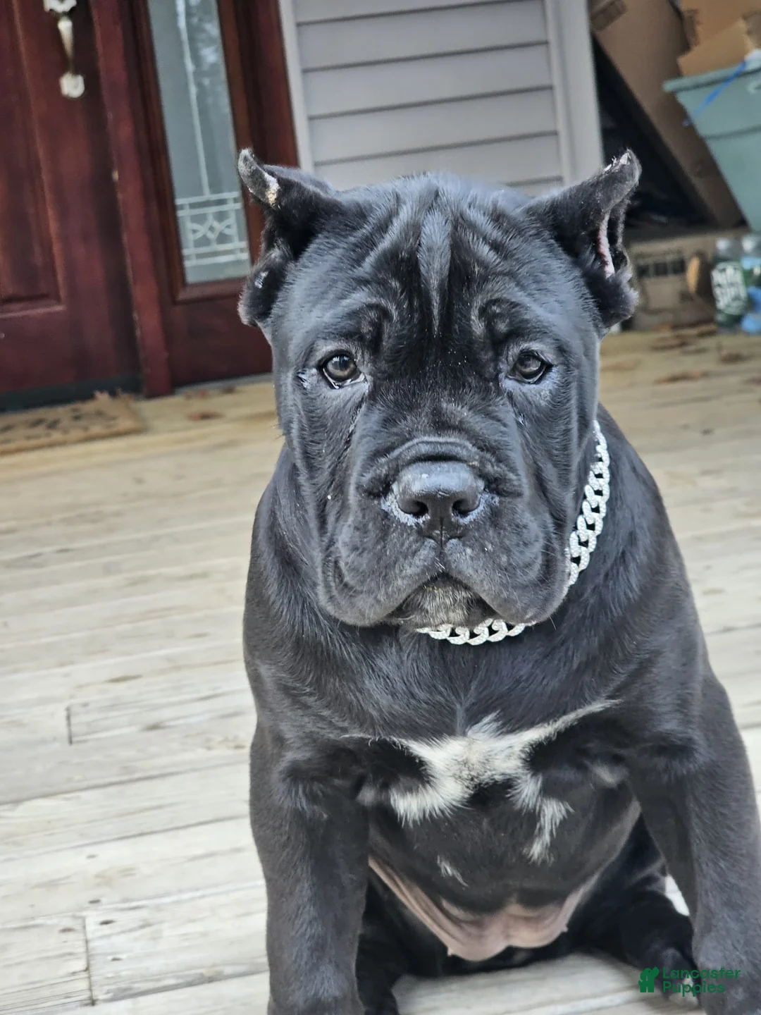 Cane Corso dogs for sale: QUEENIE - Ad 13