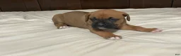 Boxer dogs for sale: Big Boy - Ad 13