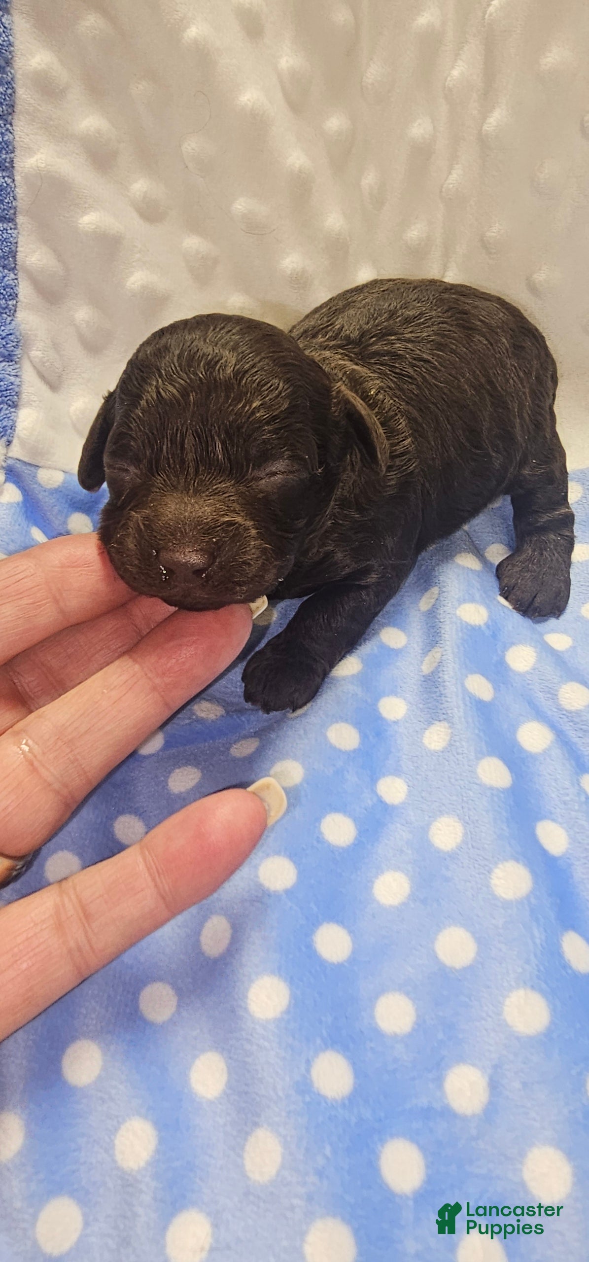 Toy Poodle dogs Toy Poodle Puppy 1 - Ad 16