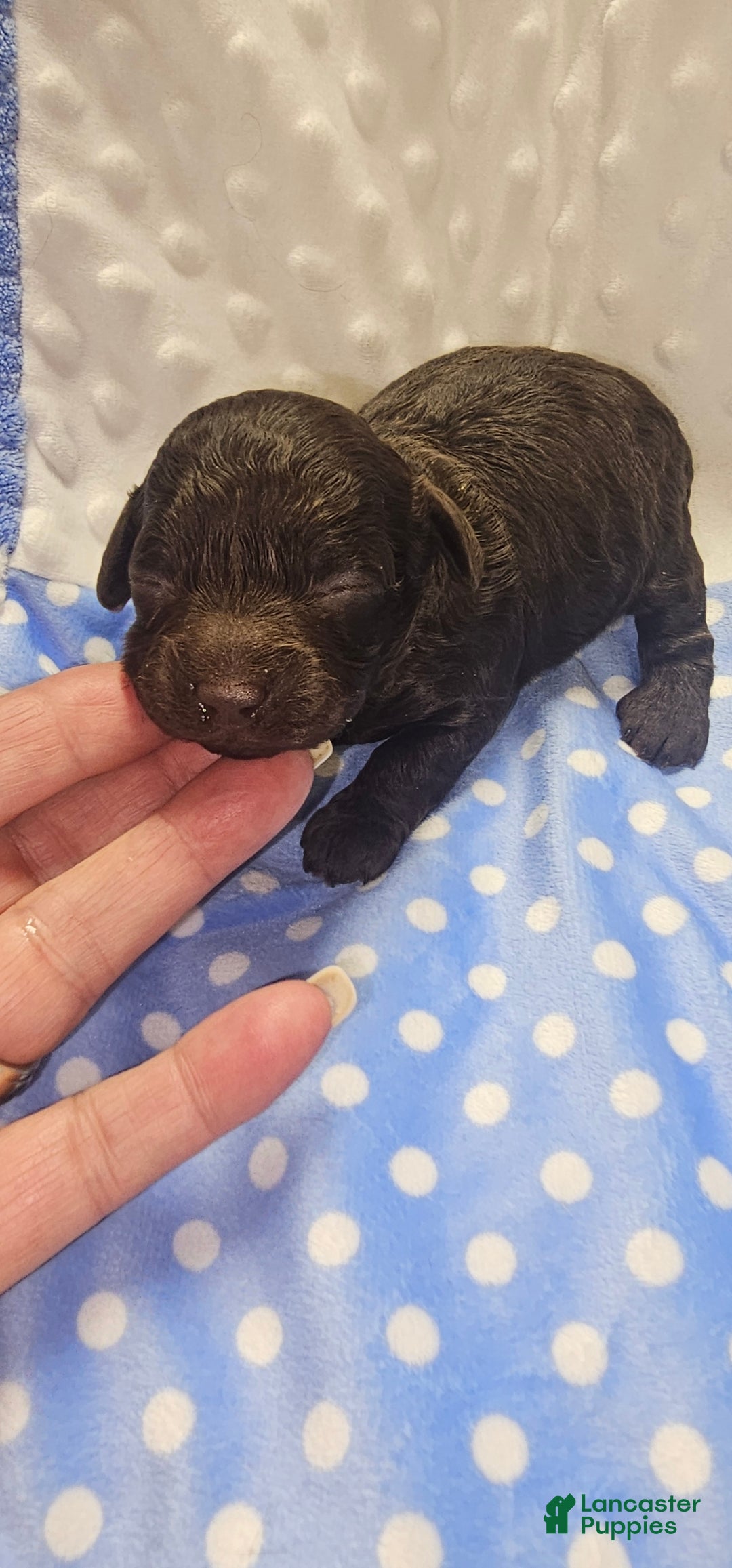 Toy Poodle dogs for sale: Toy Poodle Puppy 1 - Ad 1