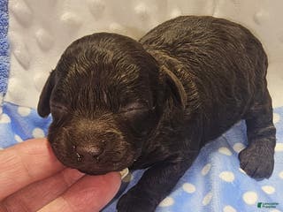 Toy Poodle dogs Toy Poodle Puppy 1 - Ad 17