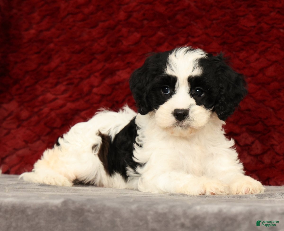 Cavapoo dogs Kimberly - Ad 1