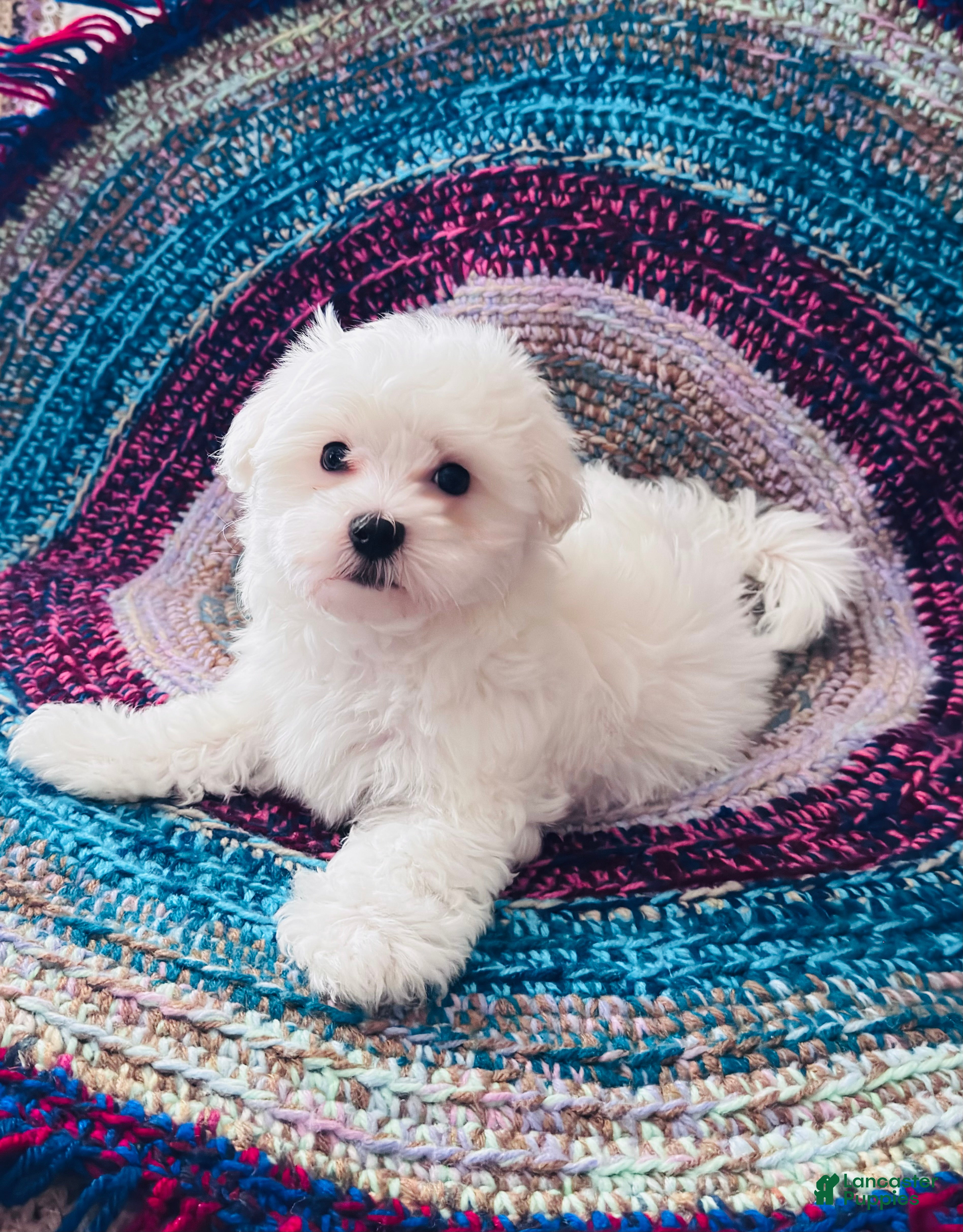 Maltipoo dogs Maltipoo- Marshall  - Ad 1
