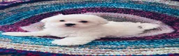 Maltipoo dogs for sale: Maltipoo- Marshall  - Ad 1