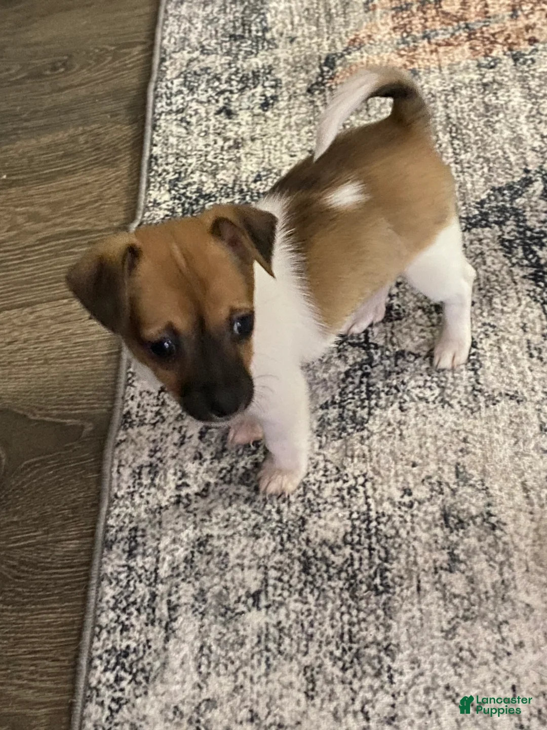 Mixed Breed dogs for sale: Pip - Ad 2