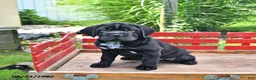 Mini Hippo dogs for sale: Libby - Ad 7