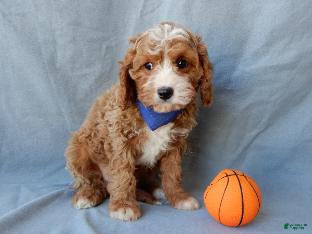 Cavapoo dogs for sale: Simon - Ad 5