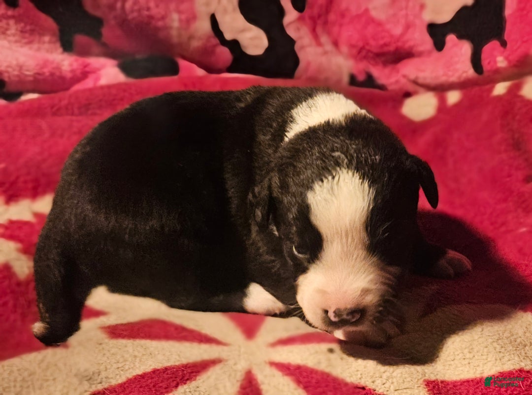 Border Collie dogs for sale: Earl - Ad 8