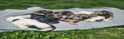 Cavapoo dogs for sale: Liberty - Ad 9