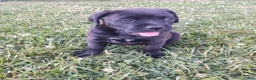 Mixed Breed dogs for sale: Taki - Ad 3
