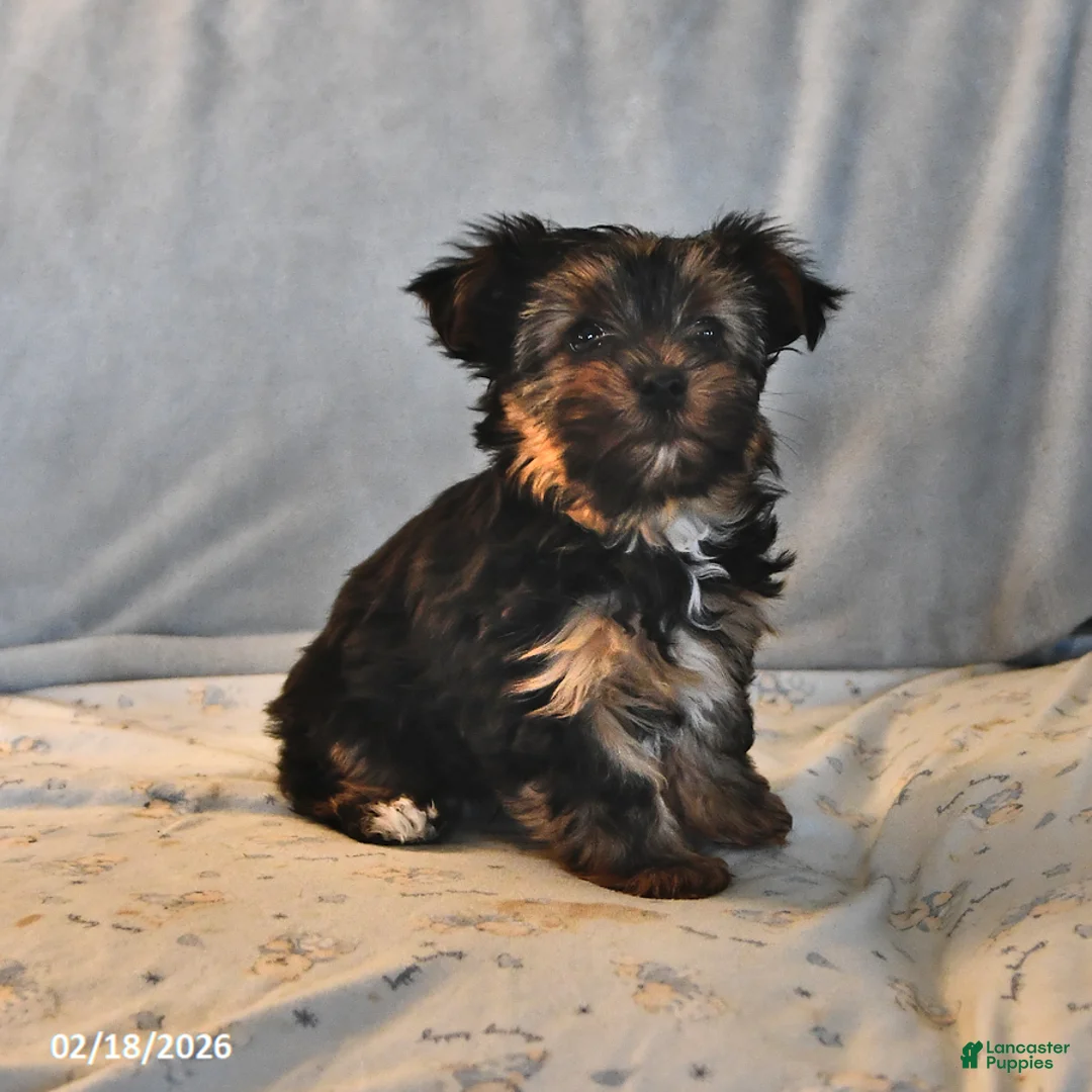 Yorkshire Terrier dogs for sale: Penny - Ad 2