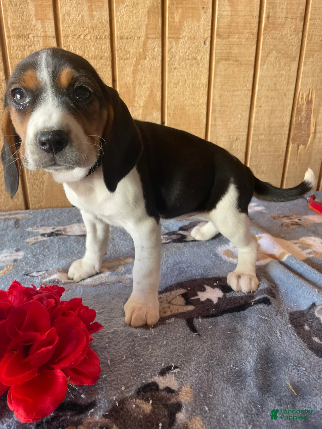 Beagle dogs for sale: Rose - Ad 2