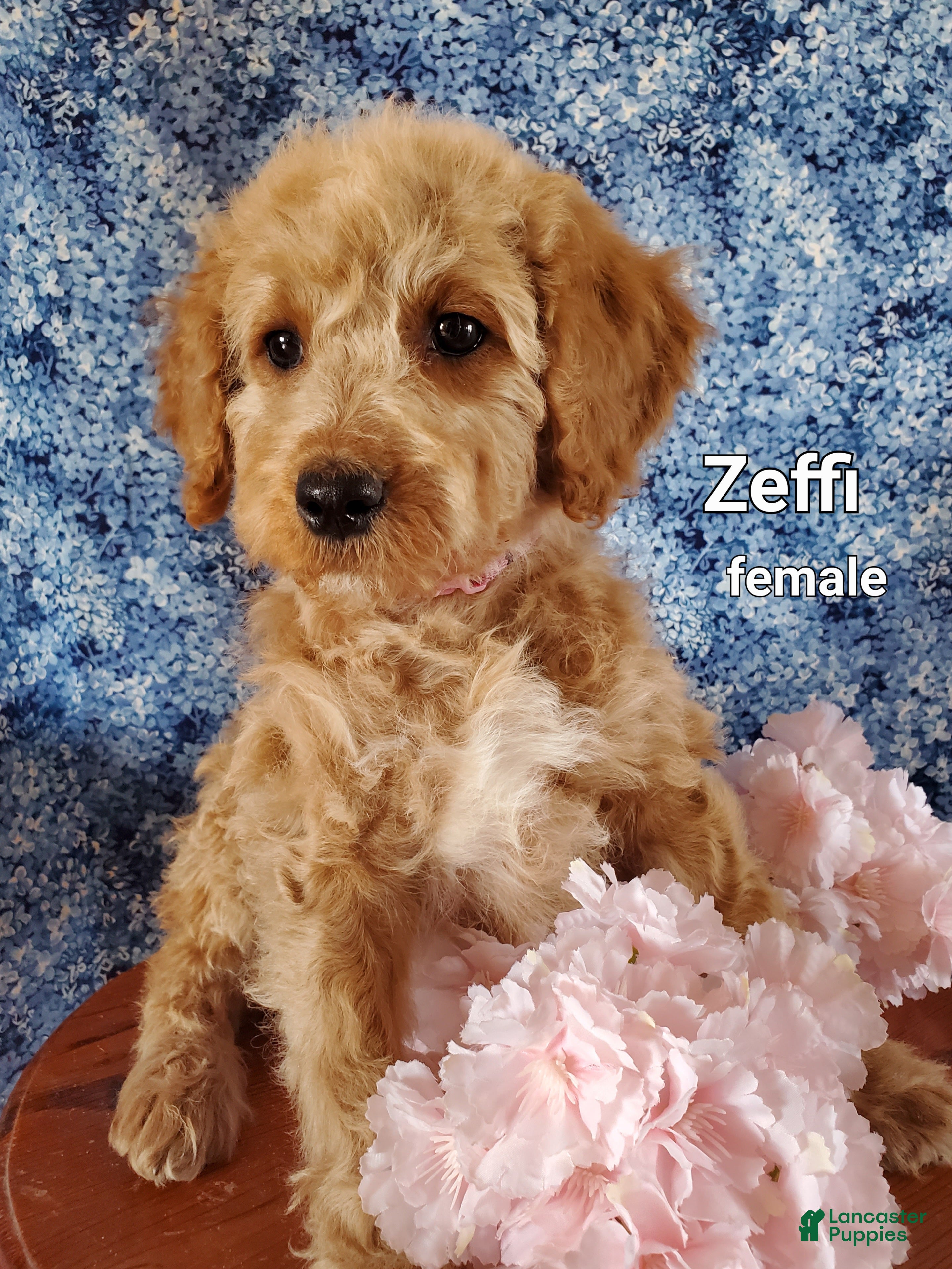 Mini Goldendoodle dogs Zeffi - Ad 1