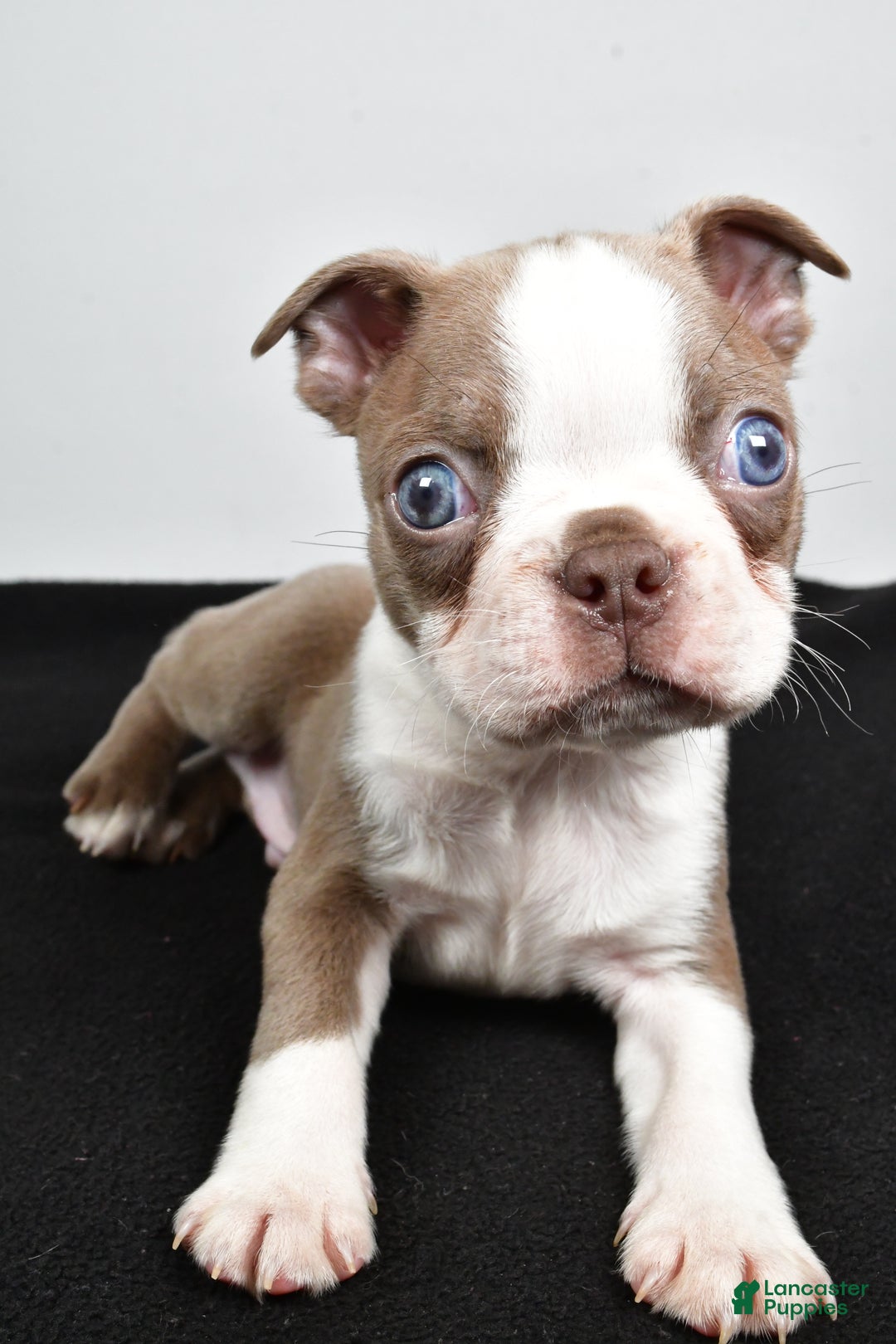 Boston Terrier dogs for sale: Jordan - Ad 9
