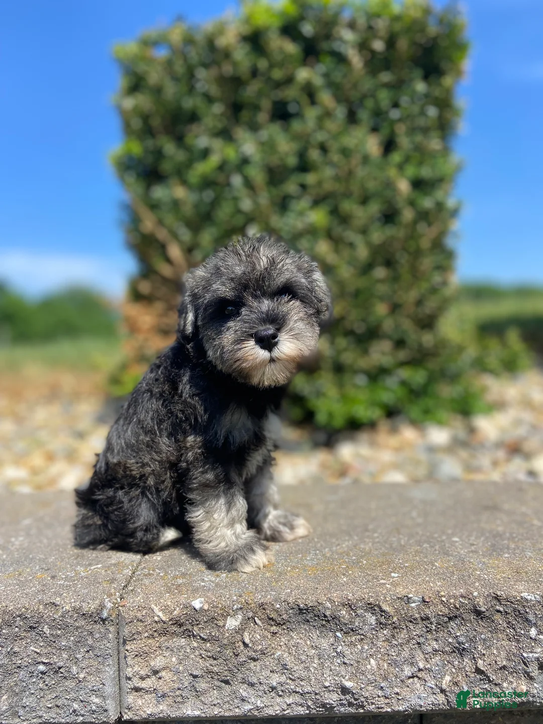 Miniature Schnauzer dogs for sale: Hannah - Ad 2