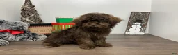 Shihpoo dogs for sale: Teddy - Ad 1