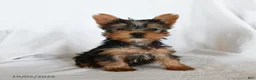 Yorkshire Terrier dogs for sale: Waldo - Ad 1