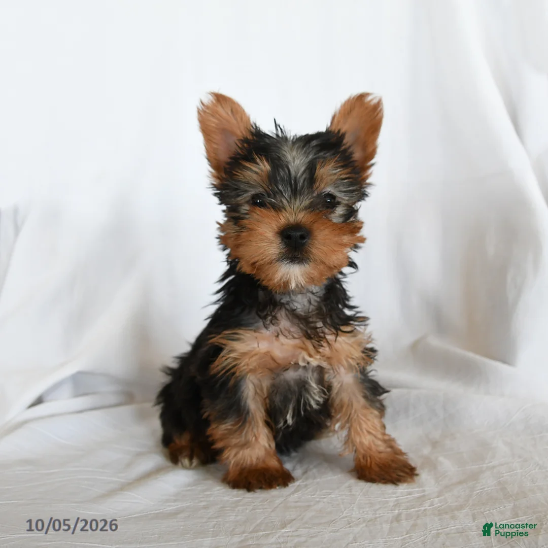 Yorkshire Terrier dogs for sale: Waldo - Ad 1