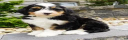 Mini Bernedoodle dogs for sale: Mini Bernedoodle Cooper  - Ad 4