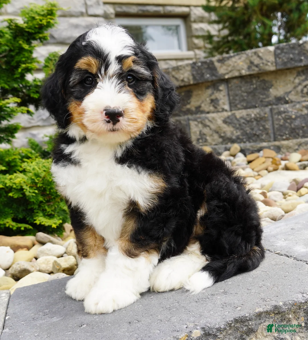 Mini Bernedoodle Cooper Mini Bernedoodle for sale in Dalton