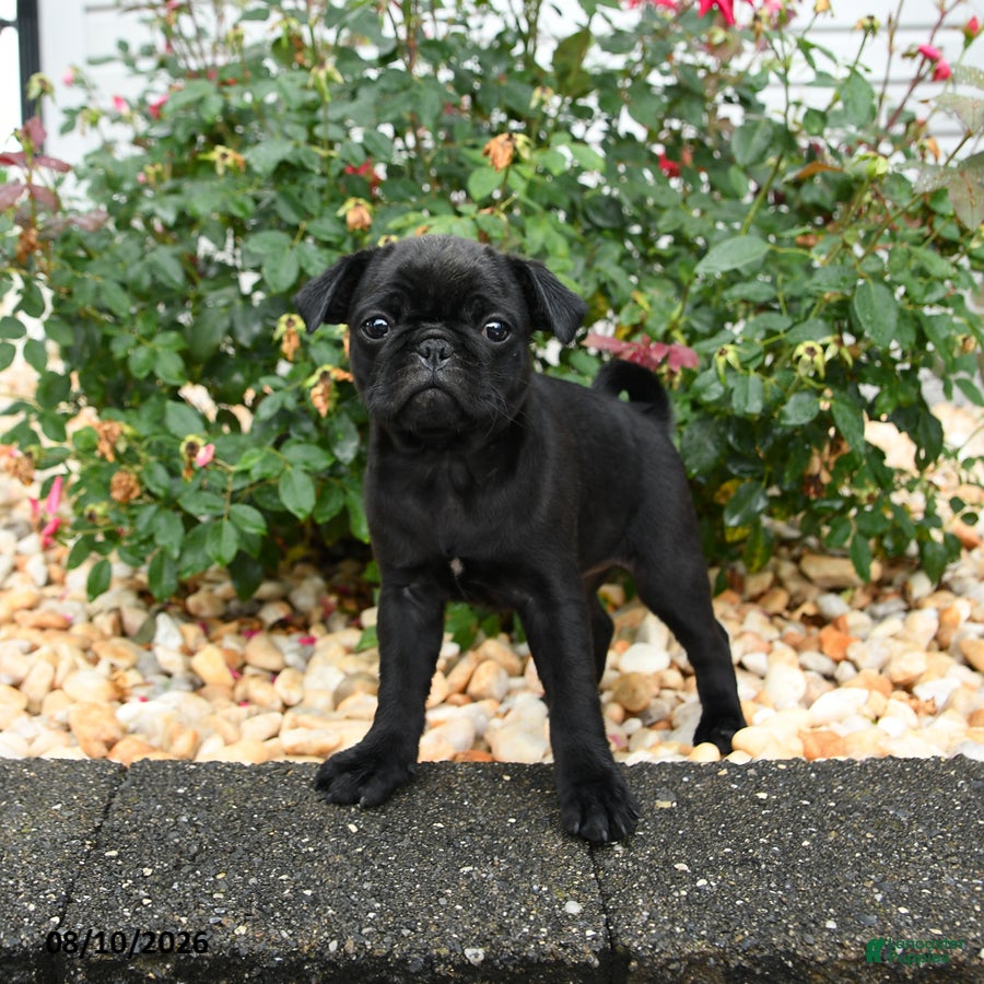 Pug dogs Mocha - Ad 2