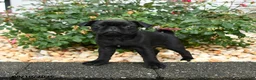 Pug dogs for sale: Mocha - Ad 2