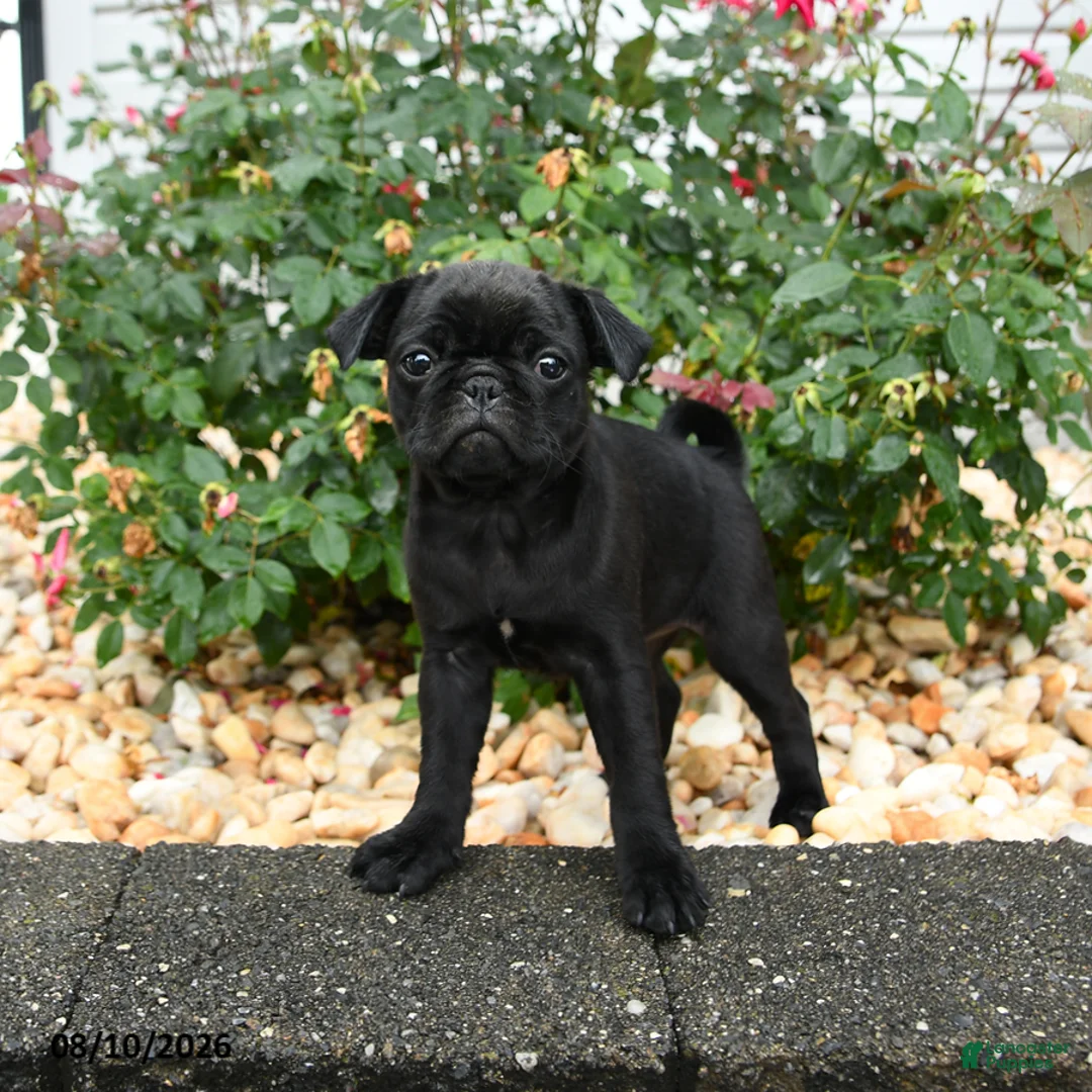 Pug dogs for sale: Mocha - Ad 2