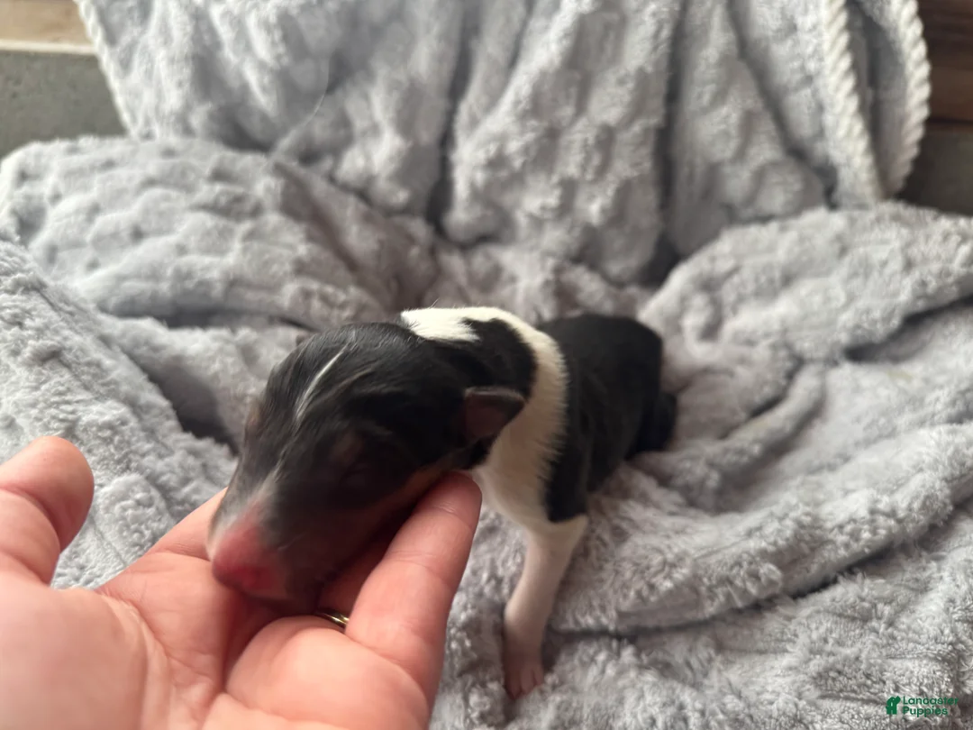 Collie dogs for sale: Lacey - Ad 3