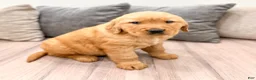 Golden Retriever dogs for sale: Buddy - Ad 7