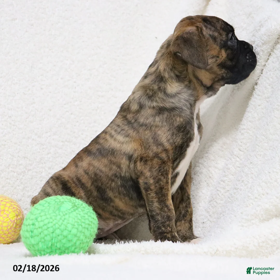 Boxer dogs for sale: Molly - Ad 7