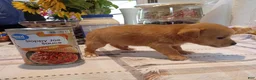 Chihuahua dogs for sale: Teacup Ted - Ad 3